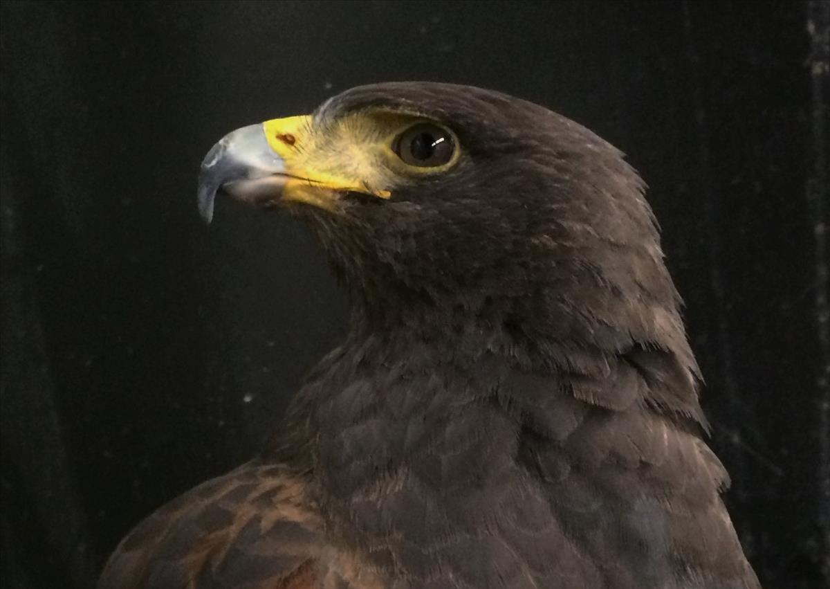 Harris's Hawk