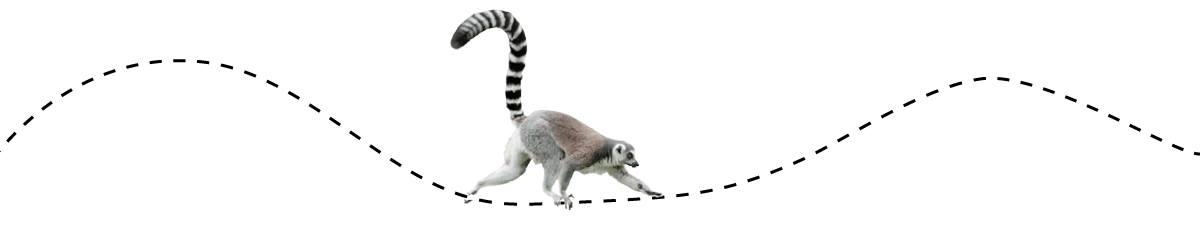 Lemur running along a dotted line