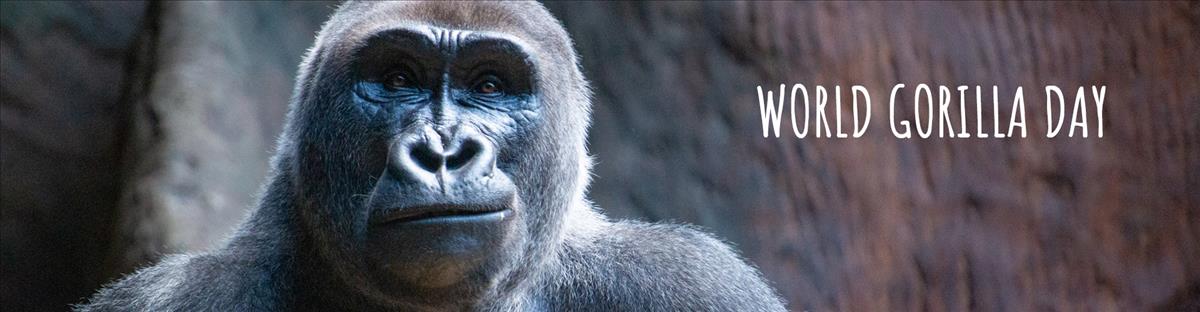 World Gorilla Day