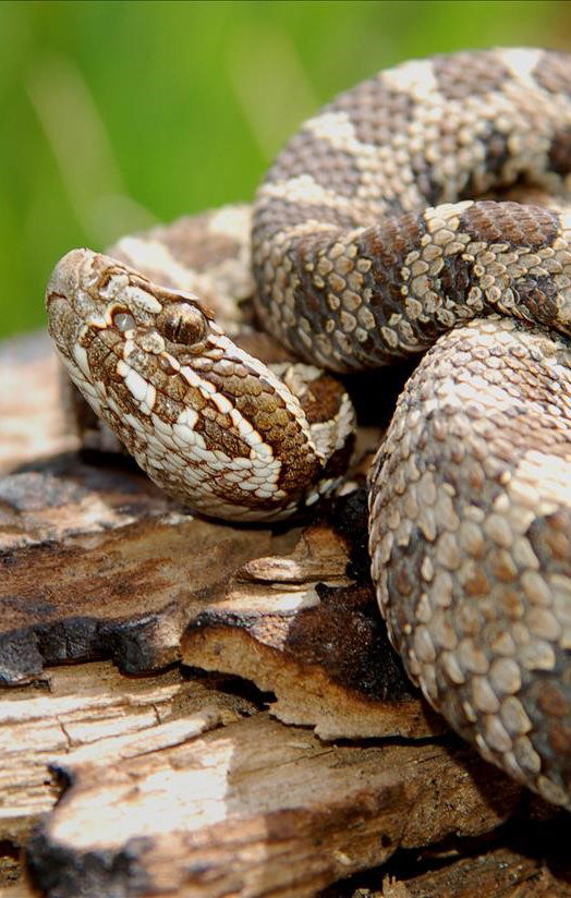 Massasauga Rattlesnake