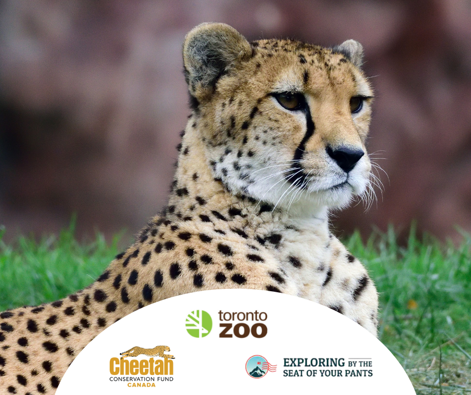 Cheetah Portrait