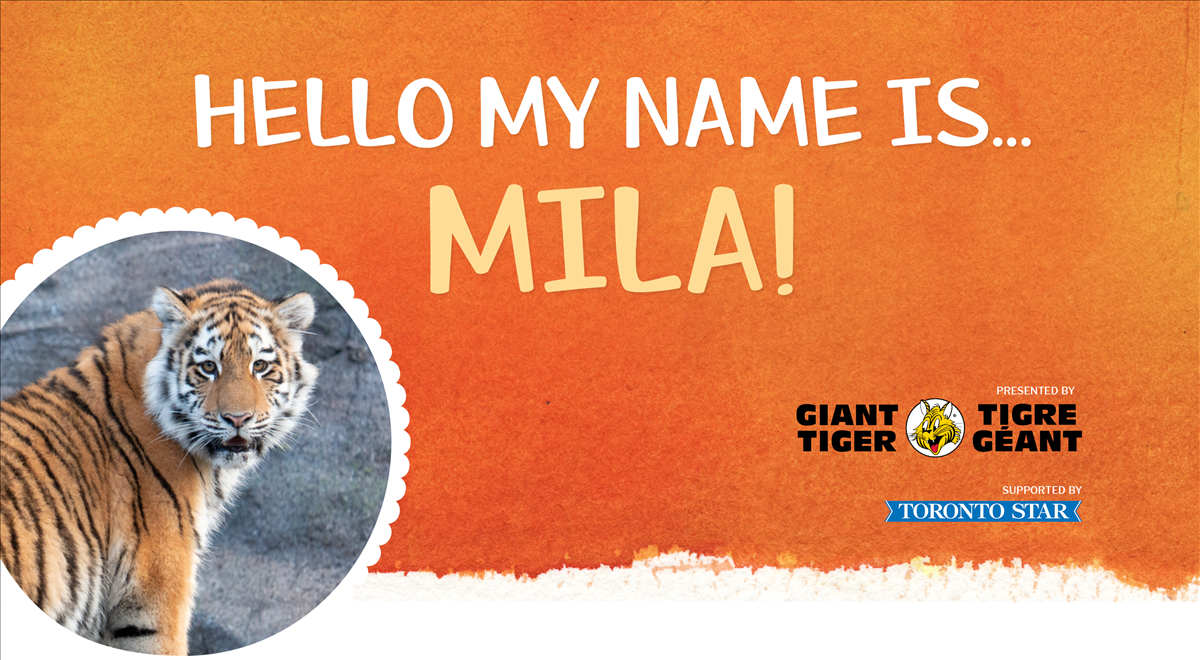 Hello my name is Mila!