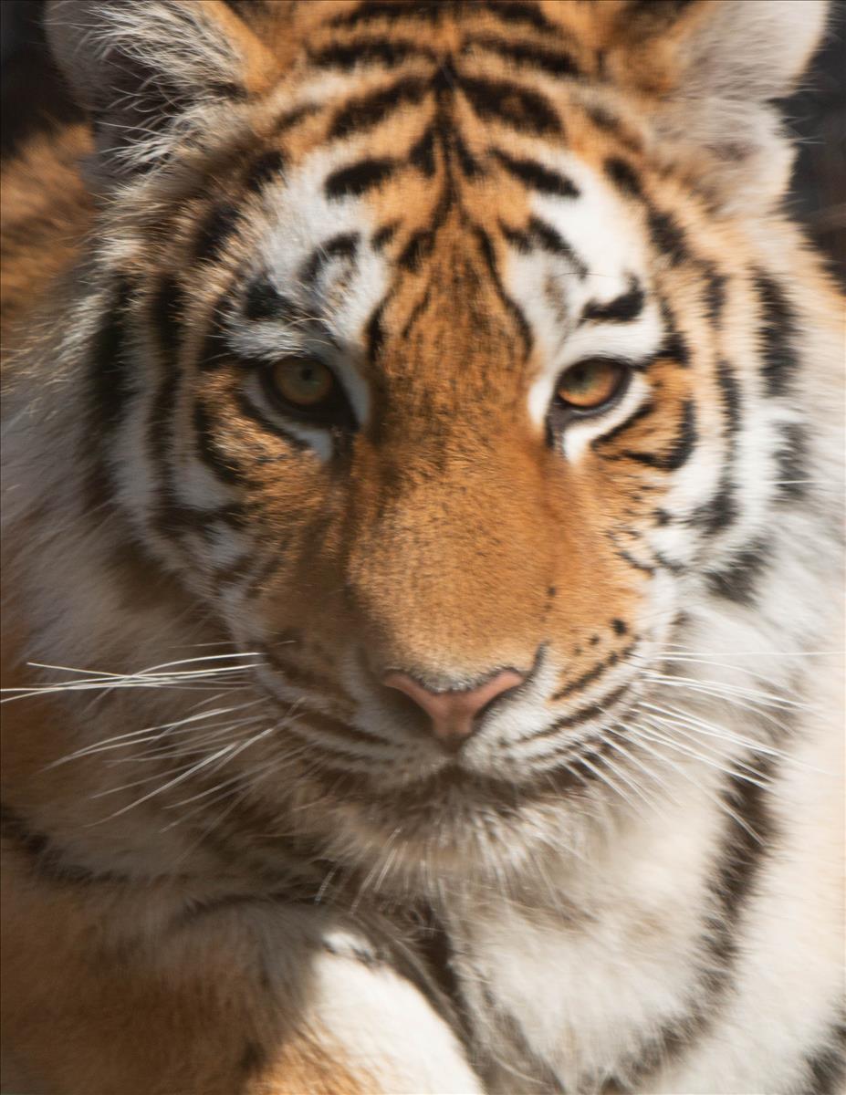 Mila the Amur tiger