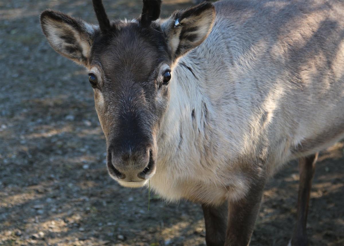 Caribou