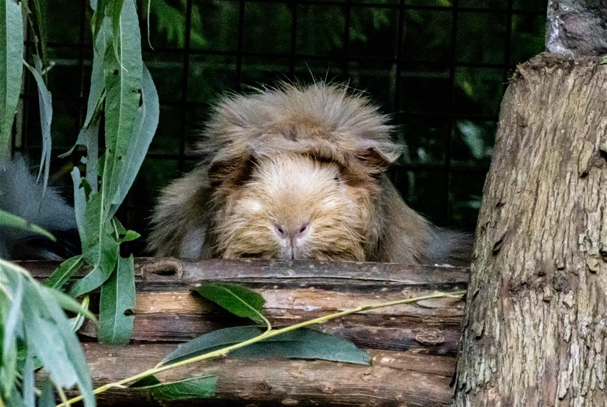 Guinea Pig