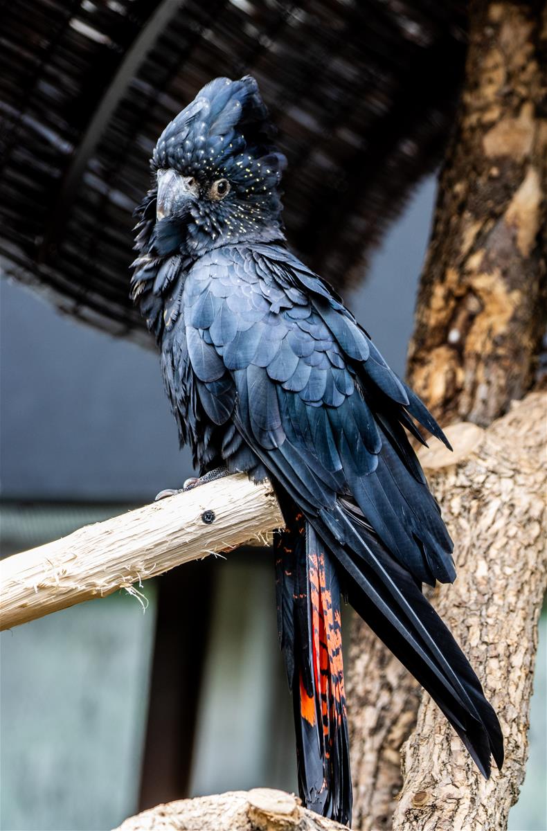 Red-tailed black cockatoo