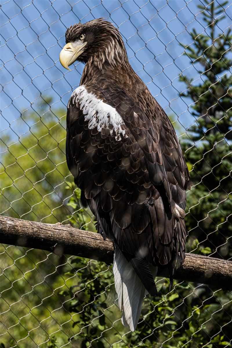Sea eagle