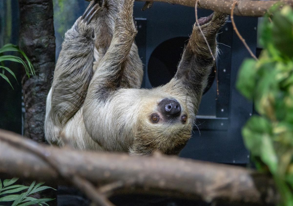 Two-Toed Sloth