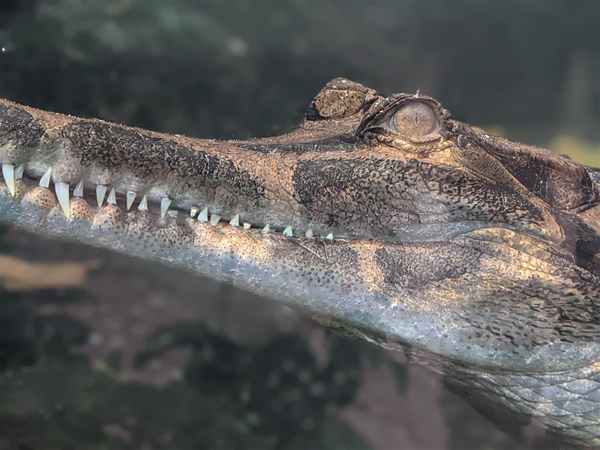 False gharial