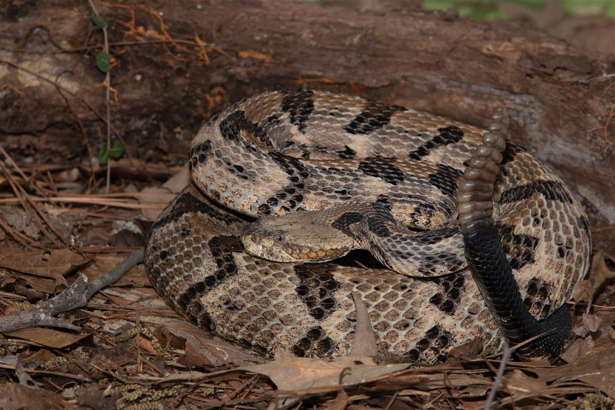 Timber Rattlensnake