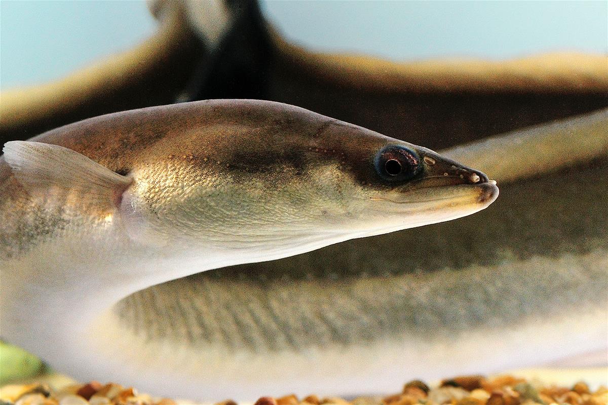 American Eel