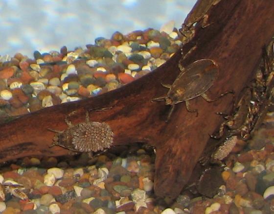 Ferocious Water Bug