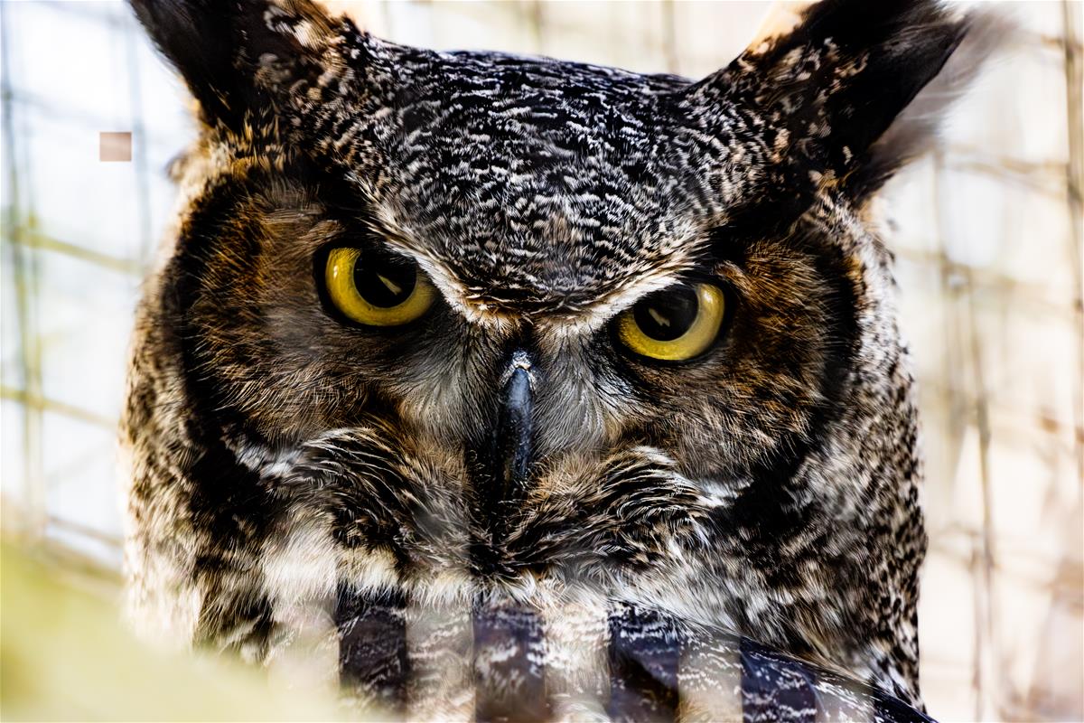 Great Horned Owl