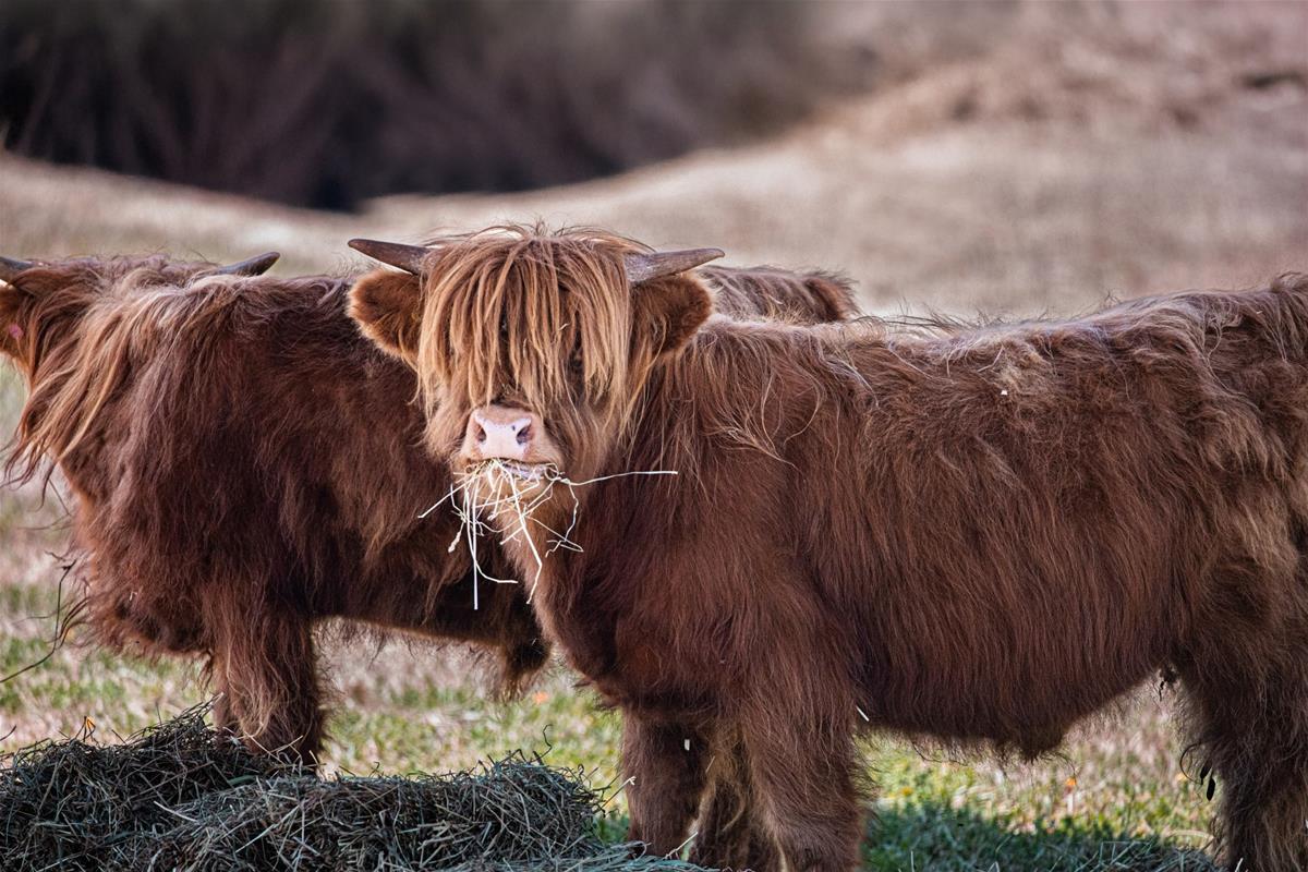Highland Cattle