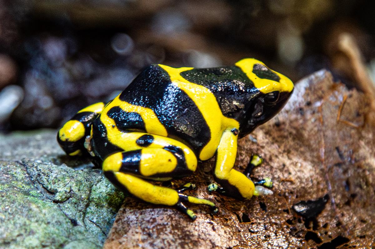 yellow-banded poison dart frog