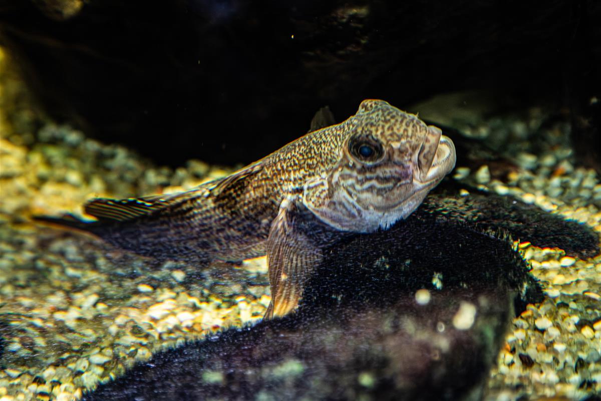 Round Goby