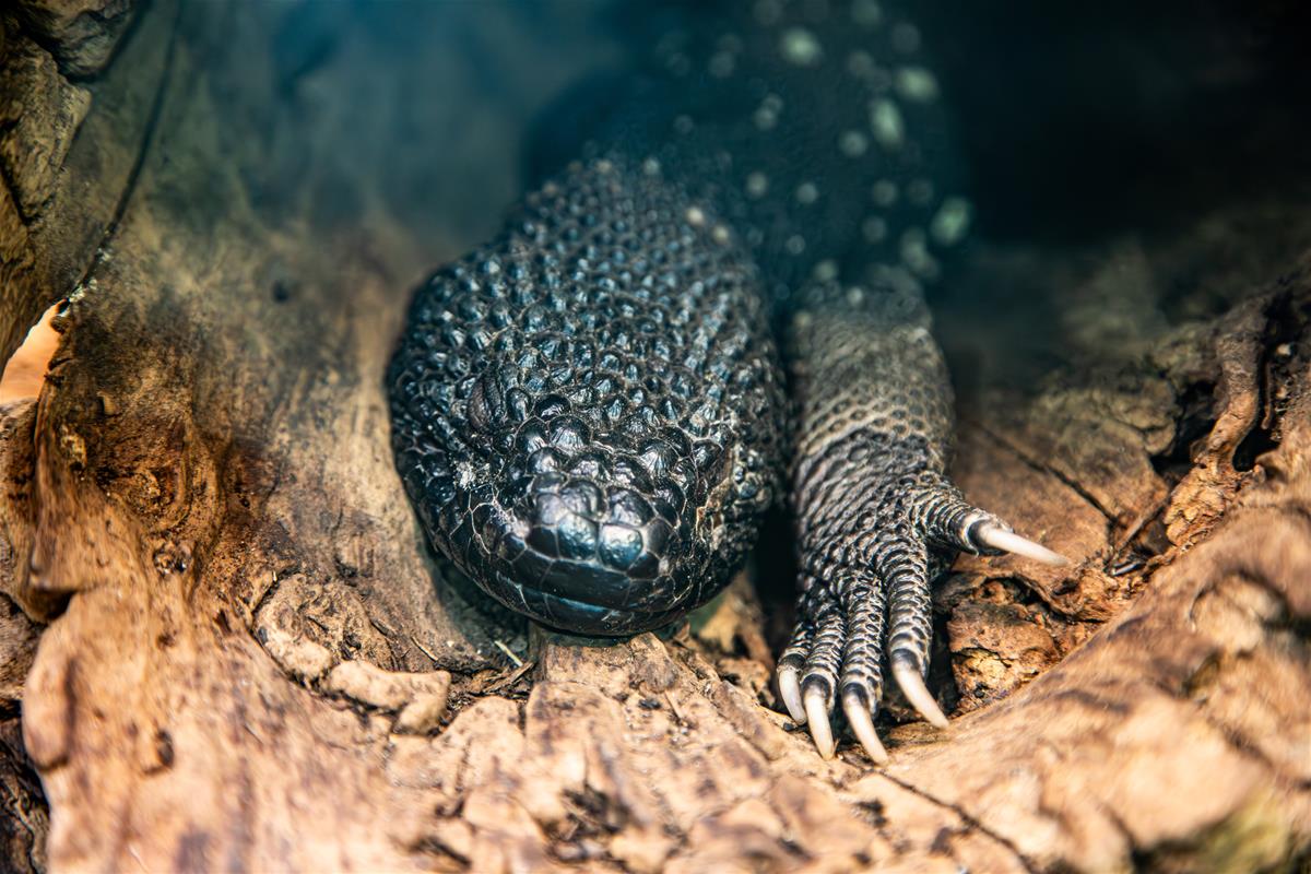 Guatemalan Beaded Lizard