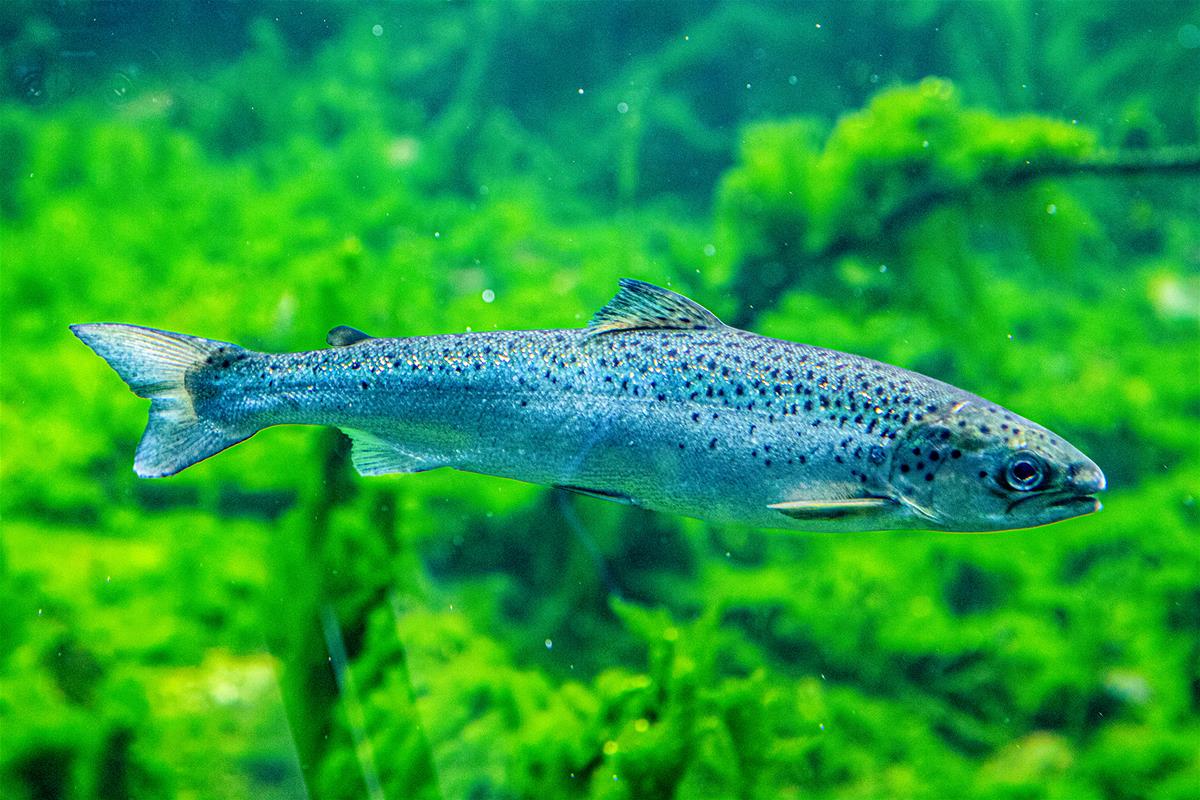 atlantic salmon