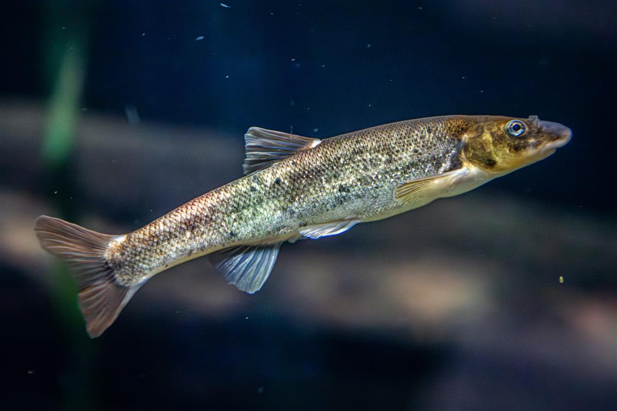 longnose dace