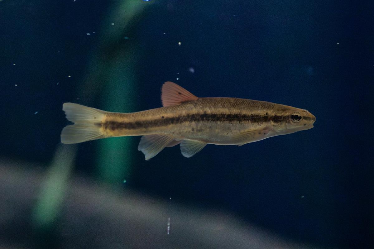 western blacknose dace