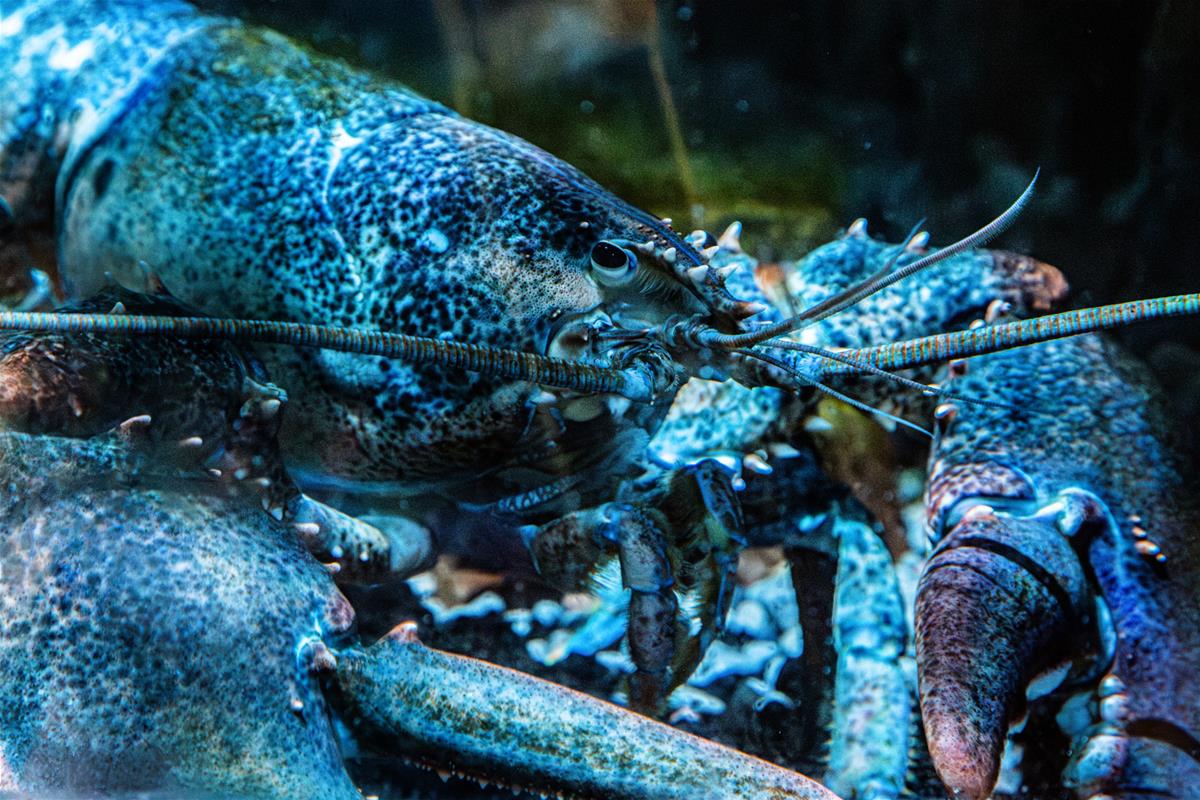 American Lobster