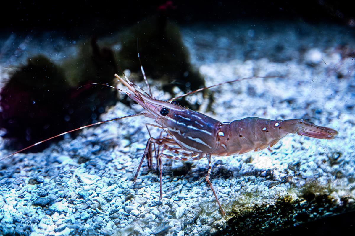 Spot Prawn
