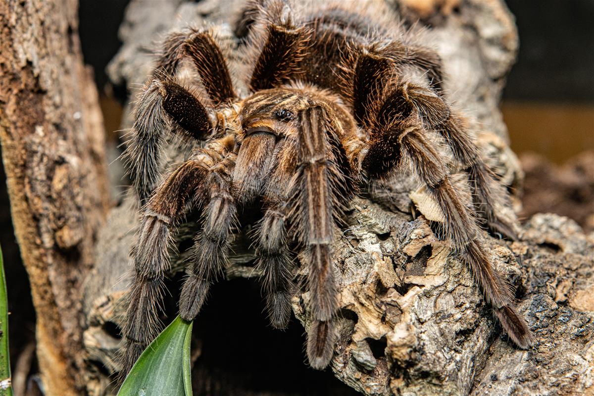 red island bird eating tarantula