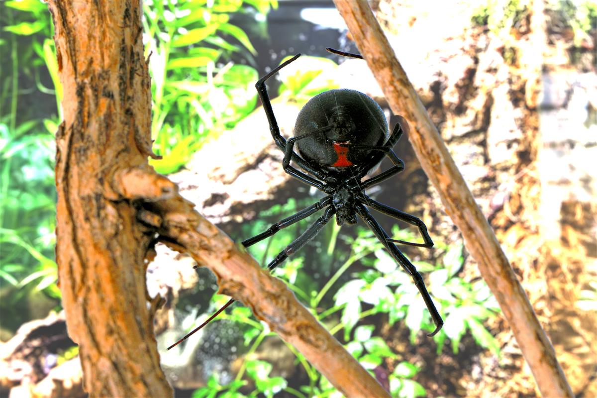 Black widow