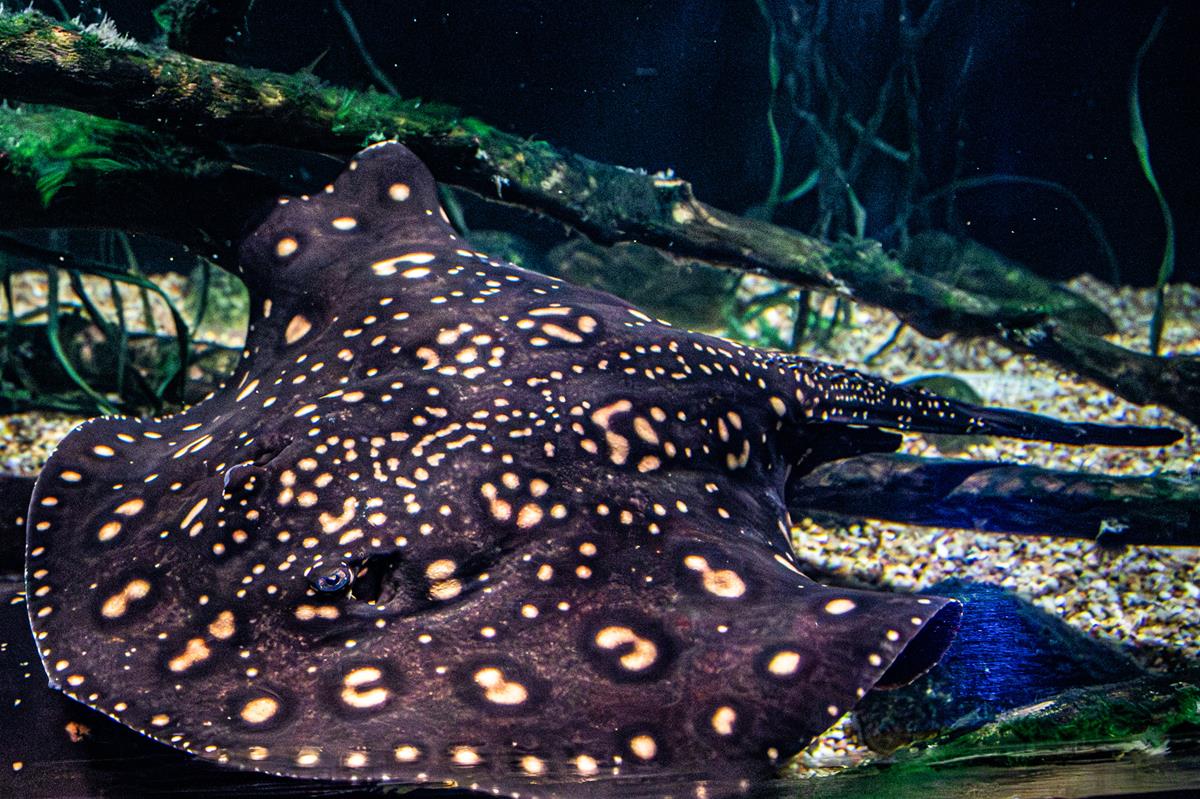 spotted river stingray