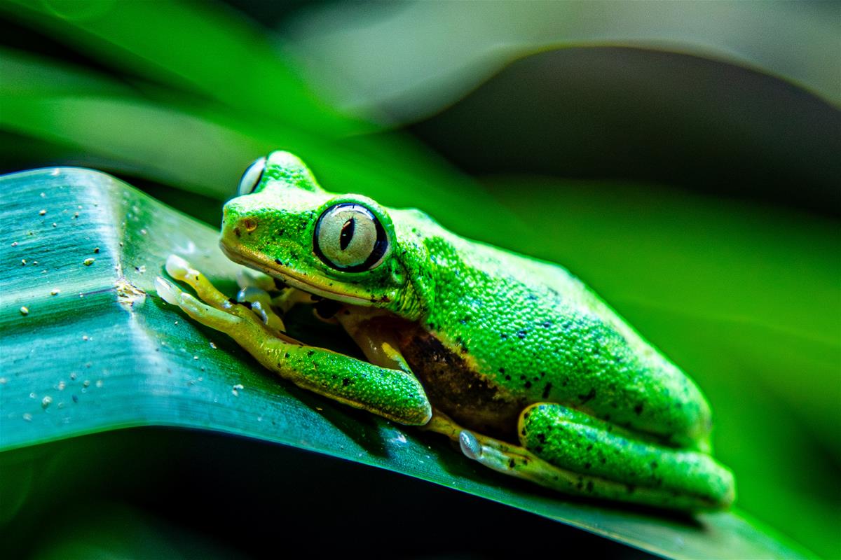 Lemur Leaf Frog