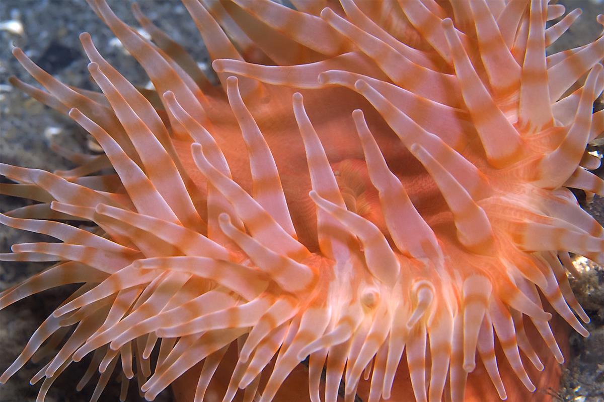 Painted Anemone