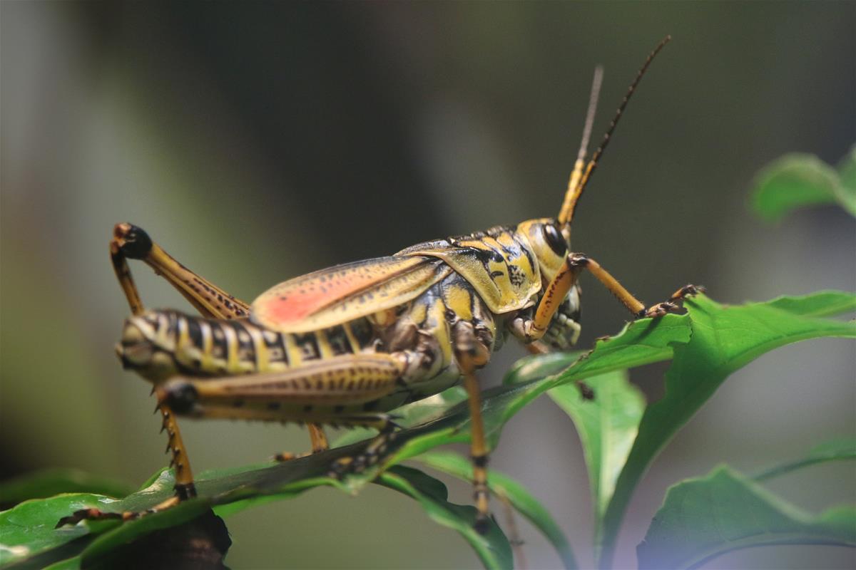 Eastern Luber Grasshopper