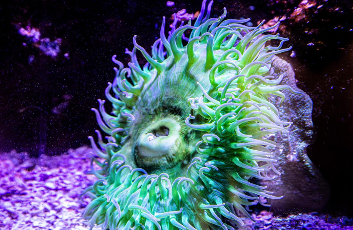plumose anemone