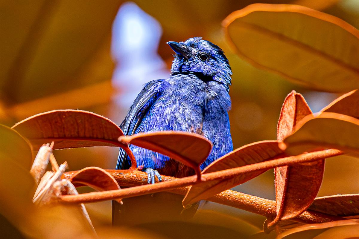 Opal-rumped Tanager - Paul Wright