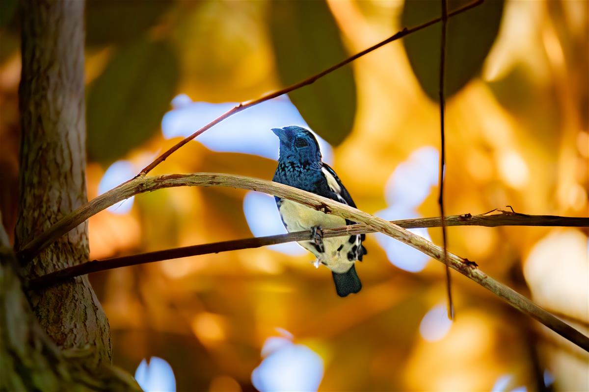 Turquoise tanager - Paul Wright