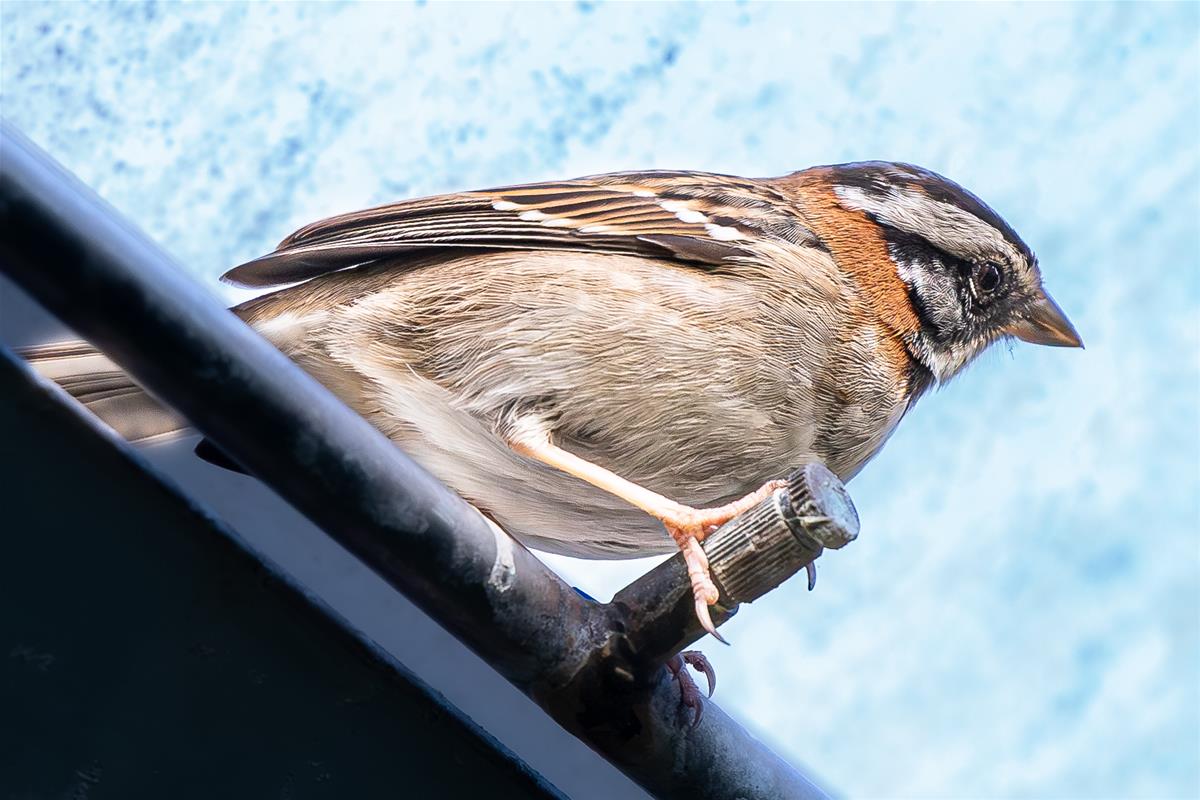 Rufous-collared Sparrow - Paul Wright