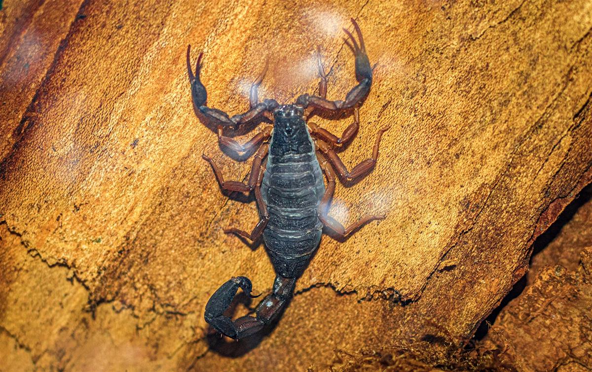 Central American bark scorpion - Justin McLennon