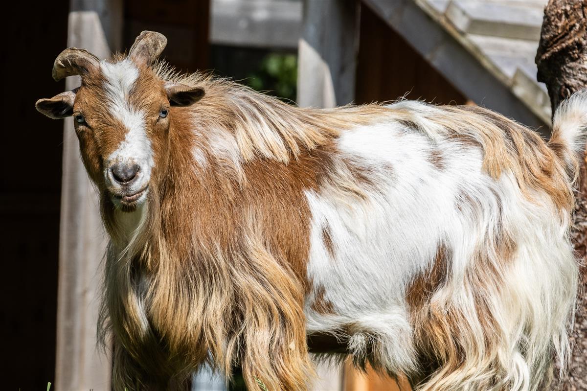 Domestic goat