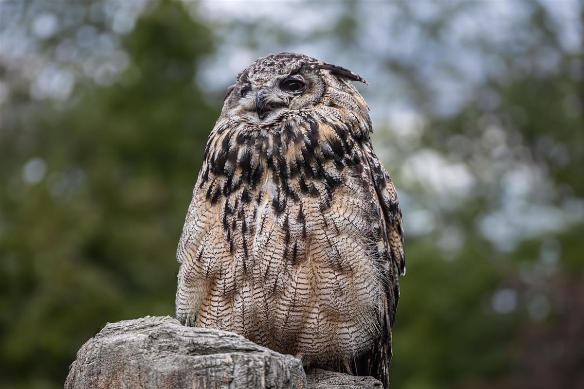 Eurasian Eagle Owl