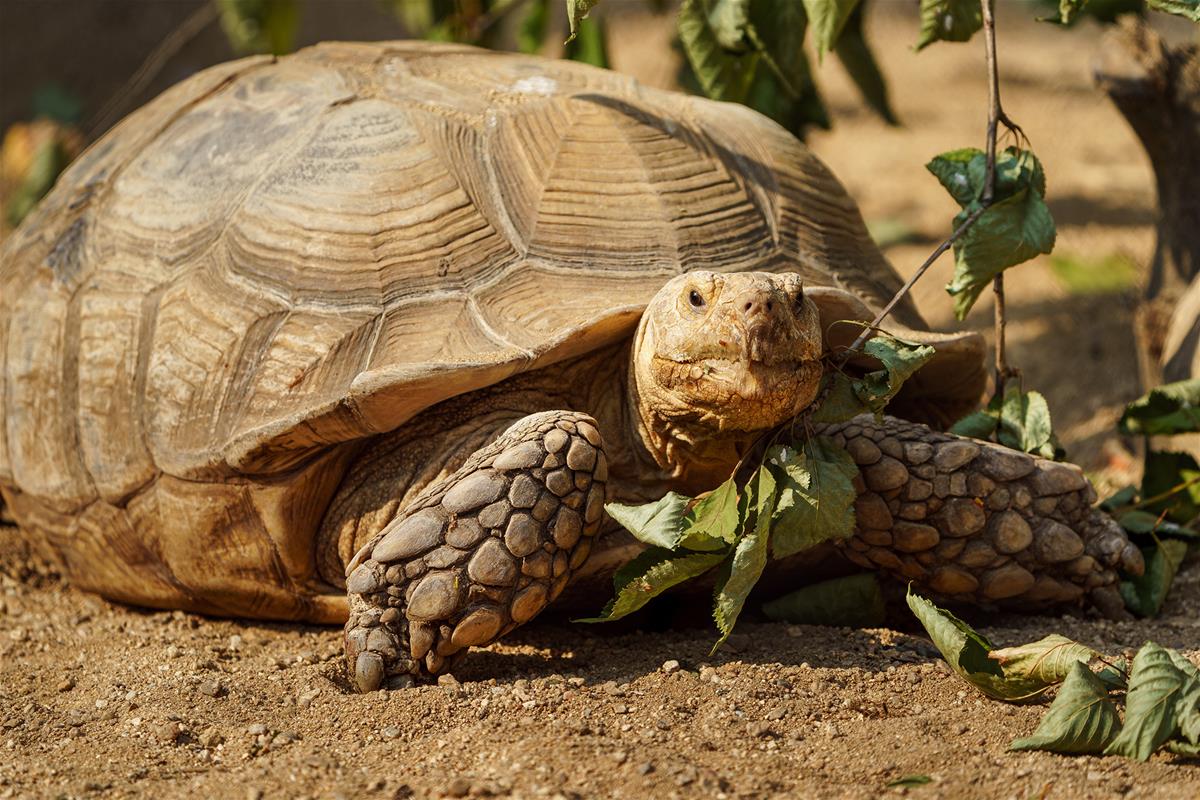 African Spurred Tortoise - stock