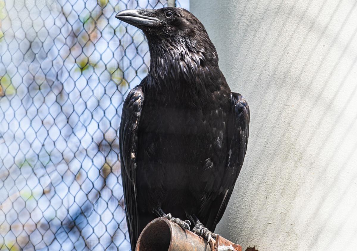 Common Raven
