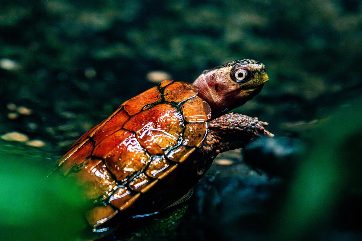 black-breasted leaf frog