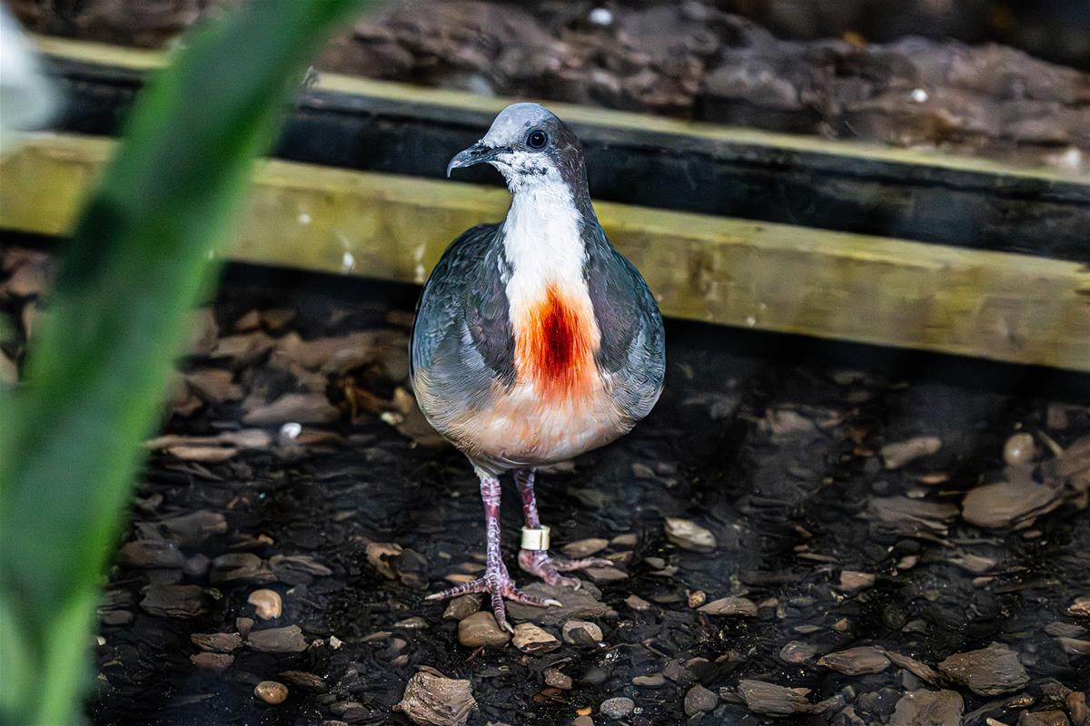 Luzon Bleeding-heart Dove