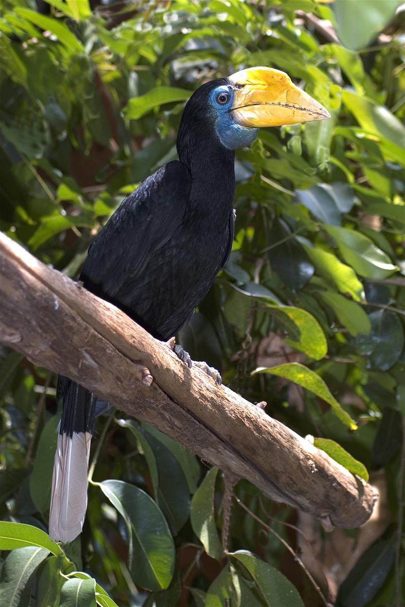 Wrinkled Hornbill
