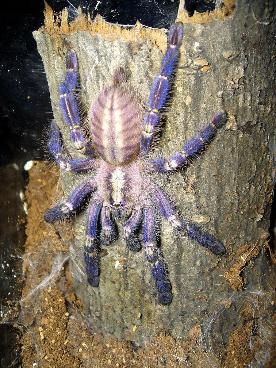 Gooty Sapphire Ornamental Tarantula - wiki public domain