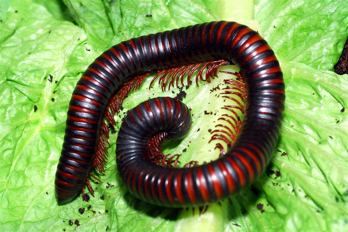 Asian giant millipede