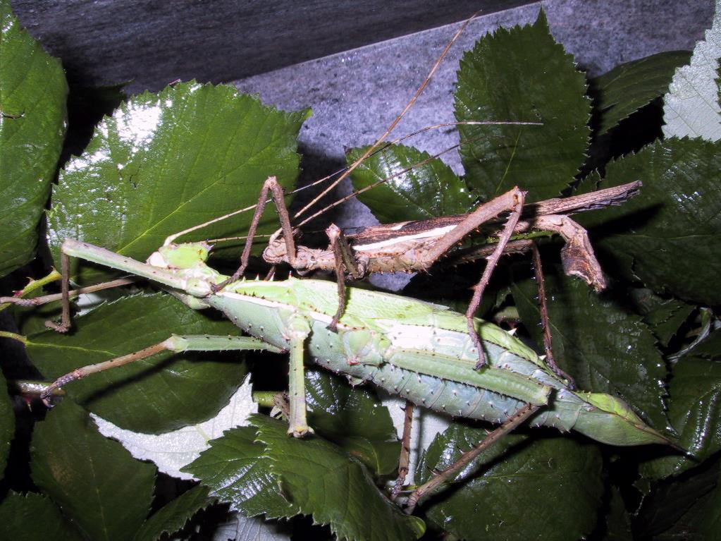 Heteropteryx_dilatata_pair - wiki public domain