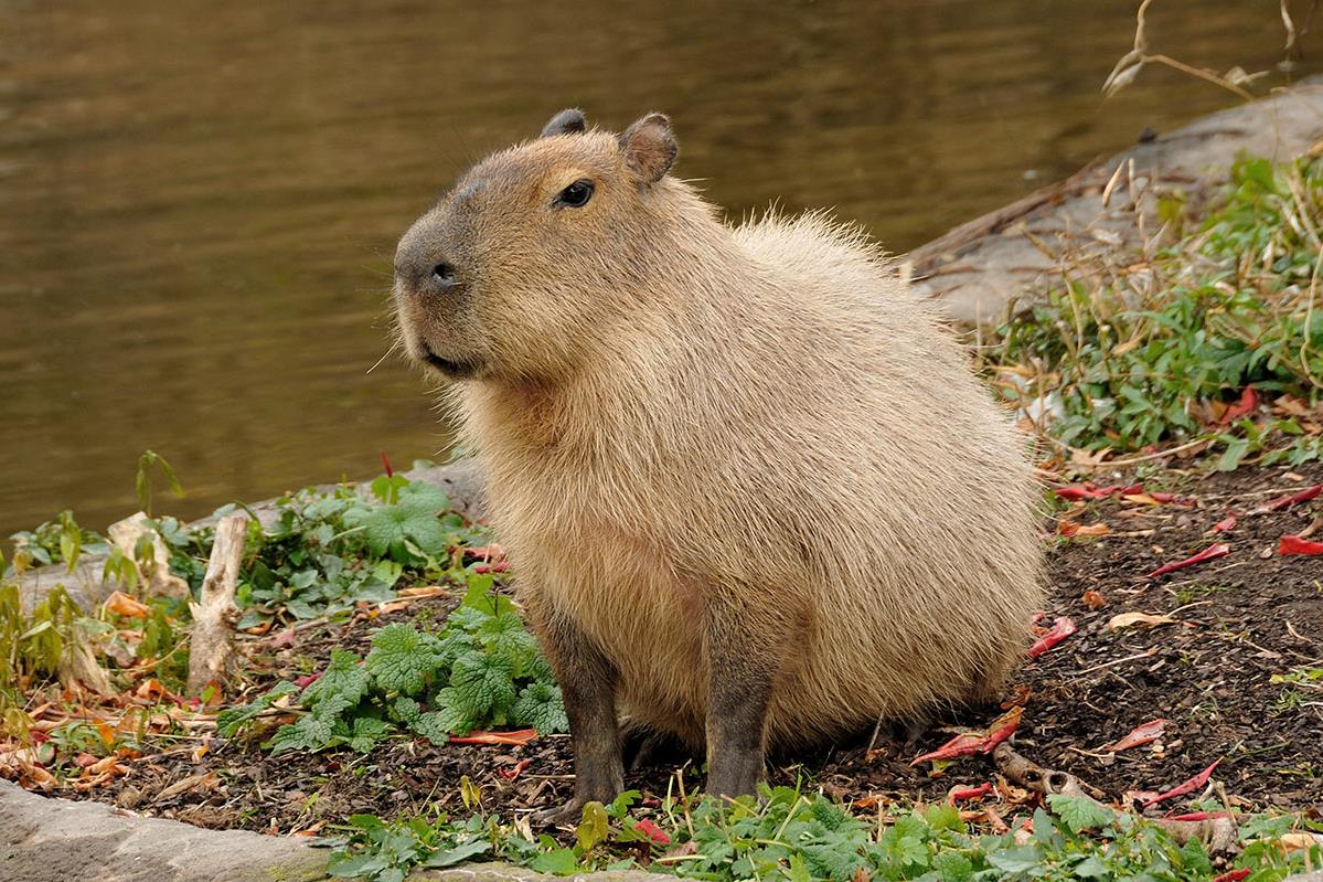 Capybara