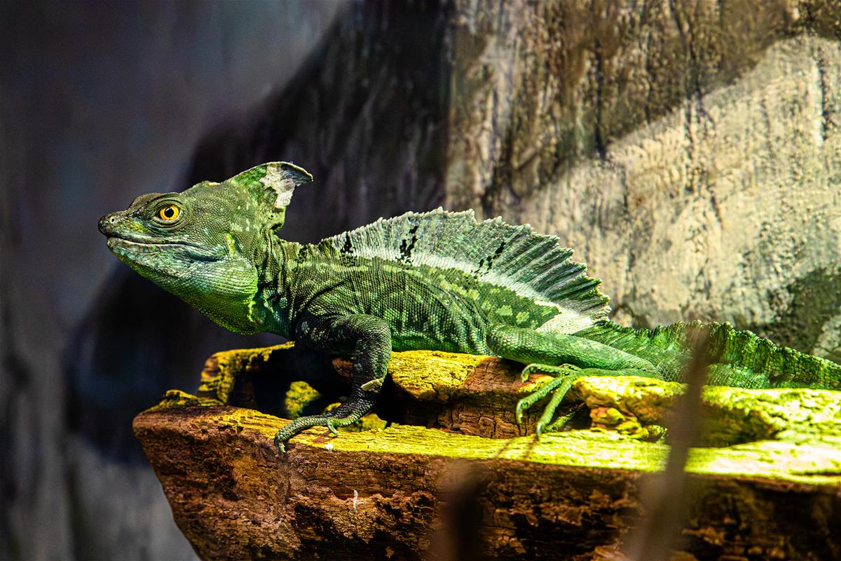 green crested basilisk