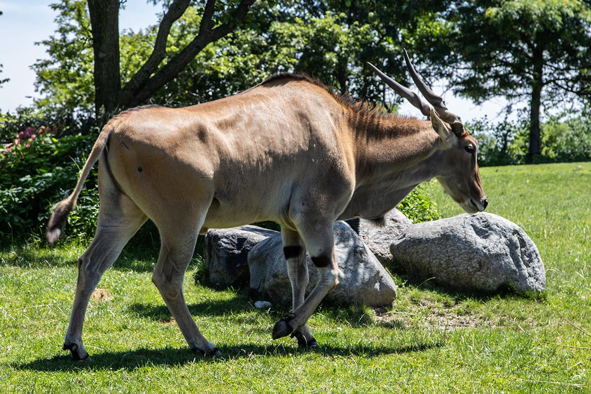 Common Eland